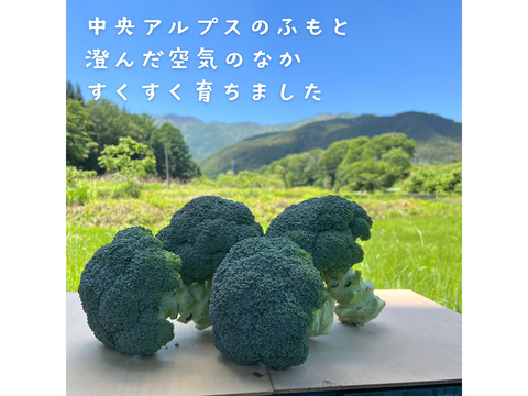 【採れたて直送】信州伊那の寒暖差が育てた みずみずしいブロッコリー 450g×4株