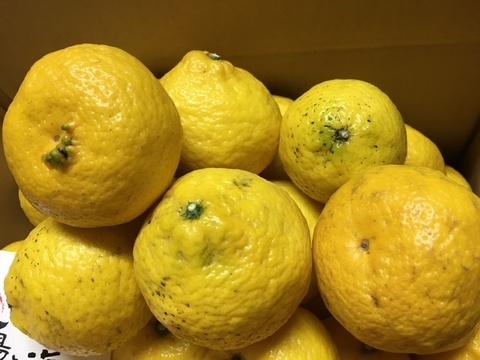 愛媛の媛小春☆混合サイズ☆ご家庭用☆3㎏