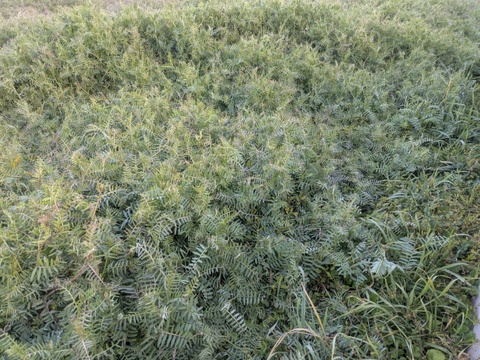 おいしい餅米　かぐらもち　3kg