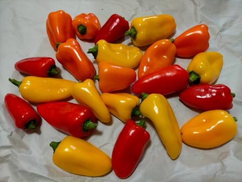 生食可能 ミニパプリカ ぱぷ丸 まるでフルーツみたいな甘さ 450g 岡山県産 食べチョク 農家 漁師の産直ネット通販 旬の食材を生産者直送