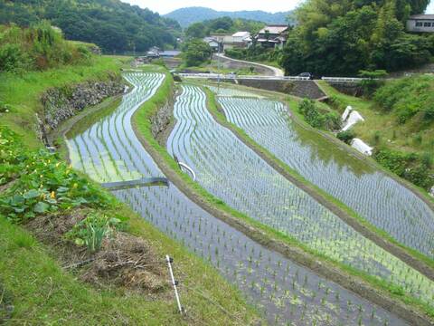 【令和７年新米】　ミルキークイーン 10kg　（精米後9kg）