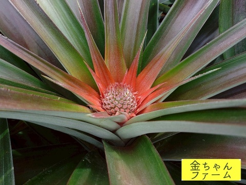 【甘酸ジューシー】定番のパイン『ジュワリー』約4.0kg