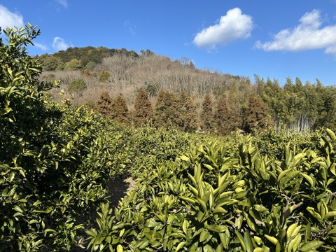 限定♪【柑橘食べ比べ🍊】〔 訳アリ 小玉SS～Ｍ〕味が濃い！瀬戸内育ち 石地みかん４㎏ / オレンジ香るブランド柑橘 はれひめ３㎏： 計７kg🍊離島より直送します！
