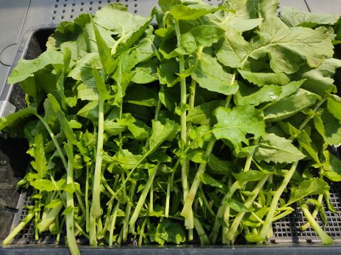 ✨冬を越えた力強い「春の目覚め大根葉」約1kg　農薬・化成肥料不使用✨