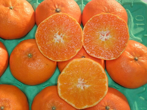 プチプチ甘～い！ひめまる甘平【優品・３Kg】