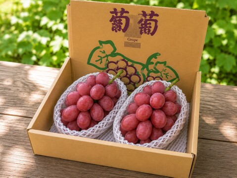 安芸クイーン 2房 約1kg】華やかな甘さの赤いぶど：福島県産の安芸
