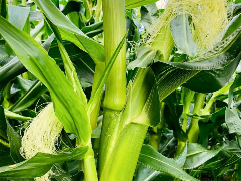 【今だけ】ホワイトショコラのヤングコーン（数量限定）３kg