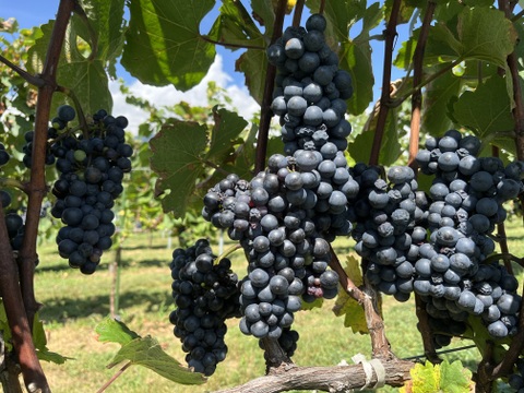 【福袋】【冬ギフト】ワイン用ぶどうで作ったジュース　4品種各1本+おまかせ品種2本　飲み比べセット180ml✖️6本【熨斗対応可】