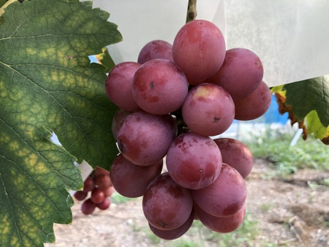 高木様専用！バイオレットキング＆クイーンニーナぶどう2種食べ比べセット　種なし　バラ粒500gx2　1kg