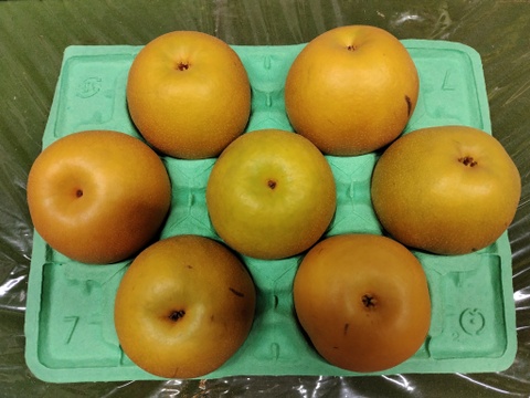 【5Lサイズ】日持ちが◎　新興 3kg(7玉入り)