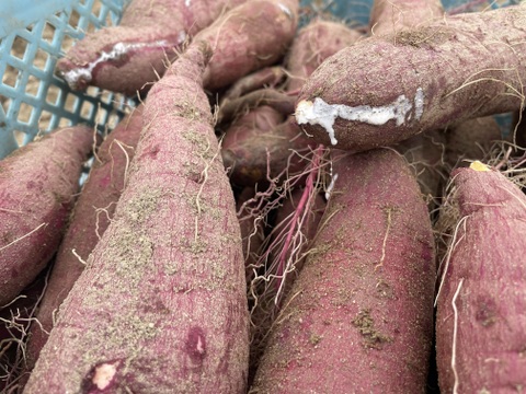 蜜たっぷり！1.8kgねっとり食感【べにはるか】