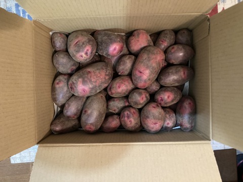 2026年１月掘りたて！【グラウンドペチカ】デストロイヤー（4kg）