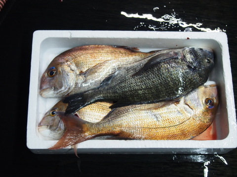 【マダイ】🐟農園紹介欄、商品説明欄、ブログ等に目を通してからご注文下さい