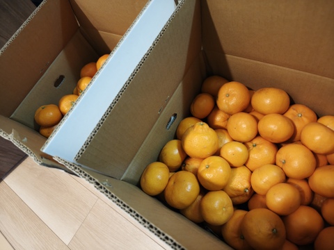 加工品用 　ひめのか・はれひめ　箱込み4.5キロ×2