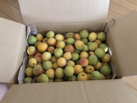 【予約販売】【幻の…杉田の青梅　５㎏】料理研究家の方々もご愛用くださっています【20年以上農薬を全く使わず、主に堆肥、灰、米ぬかで栽培】