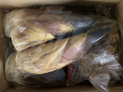 【和歌山産】天然たけのこ 孟宗筍 2.5kg以上 朝採り 当日発送 翌日お届け 肥料・農薬不使用