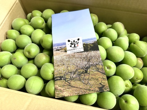 収穫当日に発送！青梅の代表格「白加賀」5kg：群馬県産の白加賀｜食べ