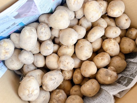 じゃがいも（男爵）4ｋｇ