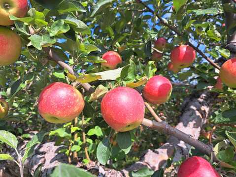 【完売】あかね ジャムやアップルパイにおすすめ！ 家庭用 2.5kg（7〜14個）