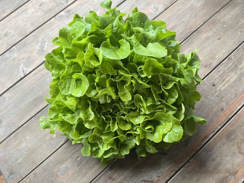 おまかせ季節の野菜セット【S】