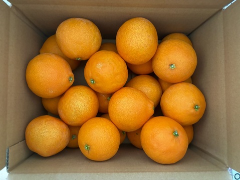 （訳あり）シュガーファームのサイズミックス まどんな3kg【冬ギフト】