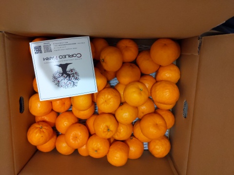 Mini ☆豊作記念セール☆【小玉（Sサイズ）で濃厚】熟成　今津ポンカン5kg