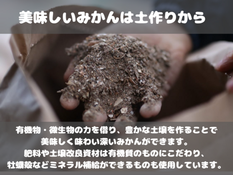 弾ける果汁！ 濃厚！ 有田みかん 3kg 和歌山産