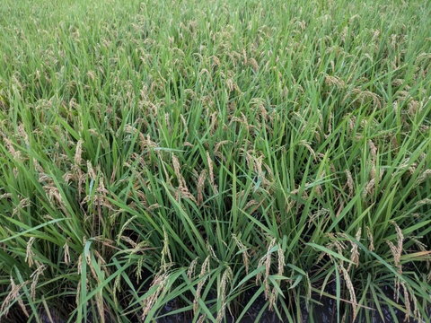 おいしい餅米　かぐらもち　3kg