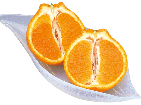 【豊作につきセール】産地直送・わけありデコしらぬい(7kg)　ご自宅用　愛媛県産