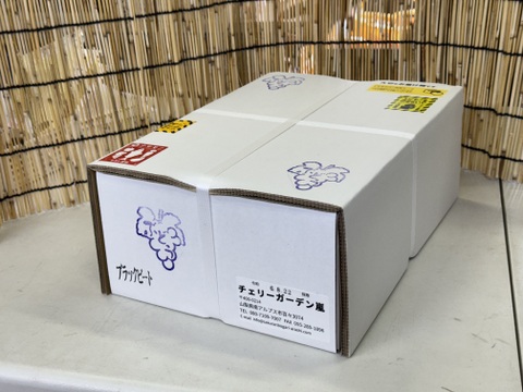 【クール便】ぶどう【ブラックビート】2kg〜2.4kg前後(3〜5房)山梨県産　 種なし