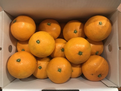柑橘の定番品種【清見タンゴール】味も香りも安定した大人気定番品種！ご家庭用(5kg)