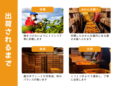 蔵出しみかん中生5kg｜和歌山県海南市下津町の特産品、蔵出しみかんの希少な中生品種