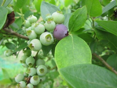 ＊今年度は８月１０日まで＊　ドルチェ ６本入　蒜山高原産　トウモロコシ　プロアスリート監修”  必ずクール便を選択してください