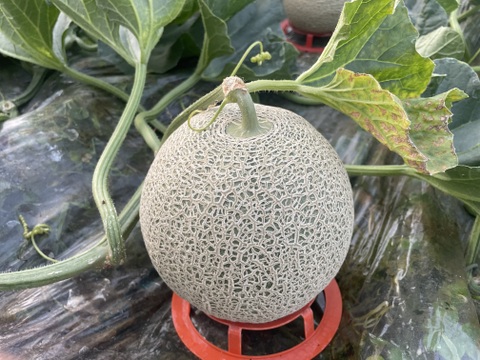 甘いんです！！『温室で育った完熟メロン』２玉入り🍈🍈