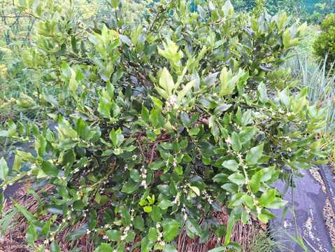 【残り一箱】【農薬化学肥料不使用】種なしキンカン(ぷちまる)入り野菜セット【８種類以上の野菜】【金曜日発送】【熨斗(のし)対応可】【８０サイズ箱】