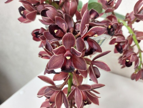 〝Cym.フォアゴットンフルーツ〟切り花 ～ちょっぴり珍しい下垂系シンビジウム～