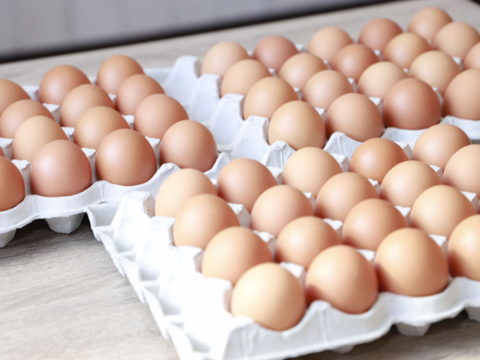 プリっと卵で栄養満点！！朝採りふるさと地たまご60個（破損補償10個含む） 食べチョク　通年冷蔵便【熨斗対応可】