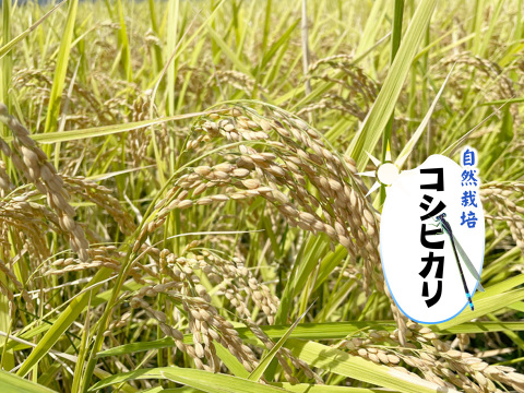 【R5年度】コシヒカリ・白米無洗米（10kg）【自然栽培　栽培期間中　農薬・肥料不使用】