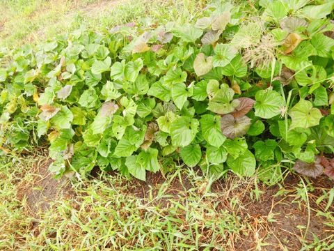 〘【自然栽培初物！！秋の野菜セット鶴首かぼちゃ・さつまいも・ニンニク・唐辛子】〙5500円固定種 在来種 ！!おまかせ野菜セット無肥料 農薬不使用 80サイズ【5キロ前後】　内容は時期により異なります