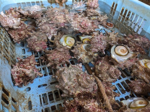 こりこりっ!貝好きさん大好きサザエ1Kセット　（3個～5個）