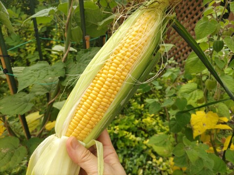 北海道朝採りスイートコーン。 農薬化学肥料不使用栽培 。生でも食べられます！(総重量3.5キロ以上、本数調整１０本前後)  
白品種、黄色品種。
品種は発送日によりお任せ。一品種のみになる時期もあり。