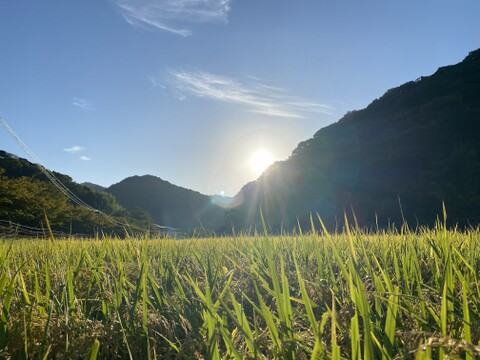 伊勢ヒカリ　もちもち玄米（農薬化成未散布栽培）