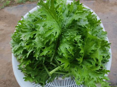 ✨農薬・化成肥料不使用のサラダセット（水菜500g+ミックスレタス300g+わさびリーフ150g）✨