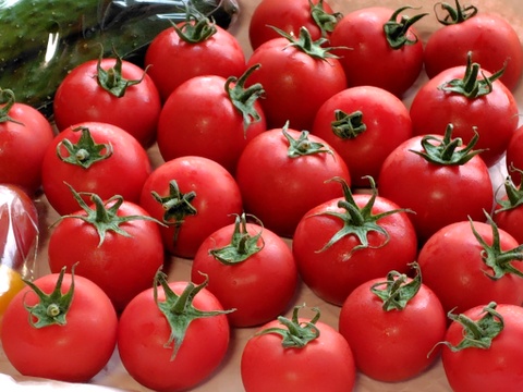 旨みと甘み♪香りと味を楽しむ贅沢なトマト🍅【華おとめ】１kg箱 + 朝もぎイボきゅうり🥒３本付き
