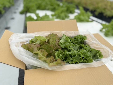 4〜5種類入り🌱UCHIPONIFARM 🐟丸かじりおすすめ‼️サラダセット🥗