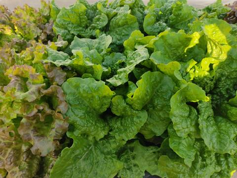 🍃【朝採り】旬の株どりレタス2株 ＋ 旬野菜の詰め合わせBOX🍃