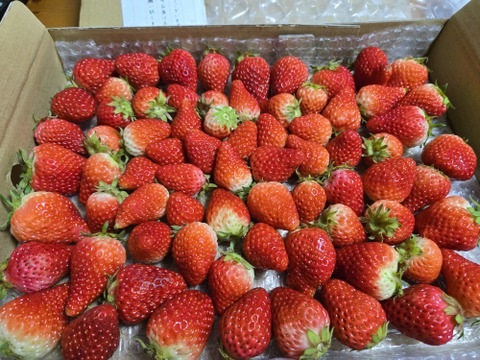 生の風味をお届け。気にしない方限定🍓バラ詰苺BOX（約1000g）大きさ形が不揃いです