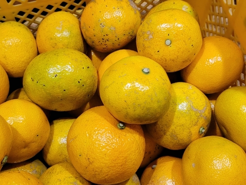 【八朔(はっさく) 訳あり 8kg】傷 青み多め