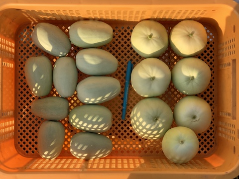 【自然栽培】固定種 みずほニューメロン＋網干メロン 4kg以上★農薬・肥料不使用