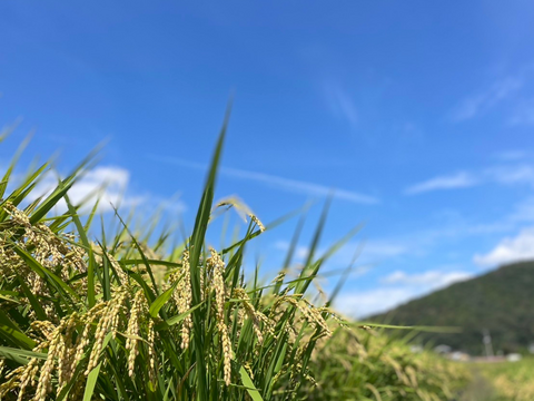 【令和７年新米】岡山県産 にじのきらめき玄米10kgホタル舞う田んぼで育てました。キラつや、ふっくらモチモチ食感で冷めても美味しいご飯になります、白米も可能です。